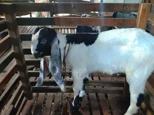 Jamnapari Goat