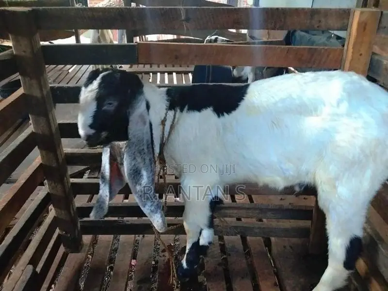 Jamnapari Goat