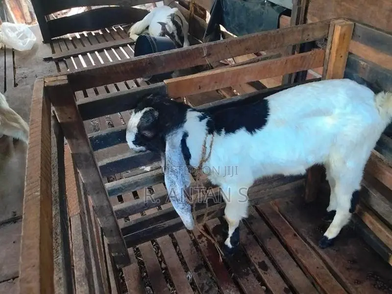 Jamnapari Goat