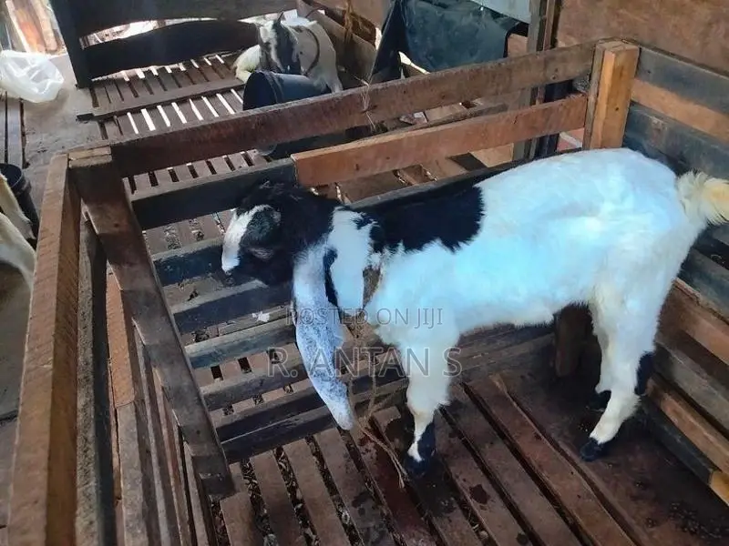 Jamnapari Goat