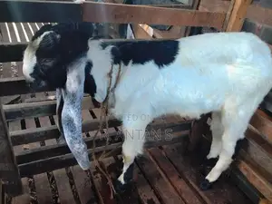 Jamnapari Goat