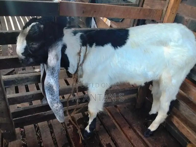 Jamnapari Goat