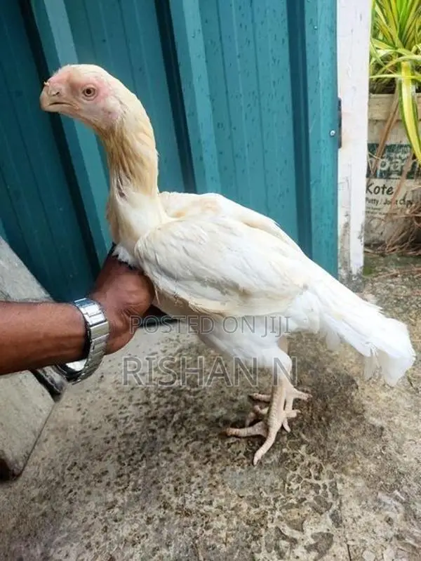 ParrotBeakLongTail.