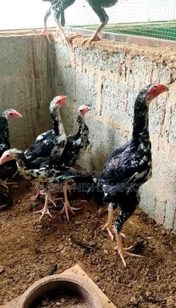 O Shamo Hen.