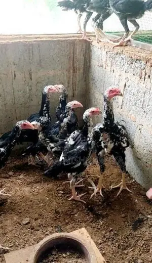 O Shamo Hen.