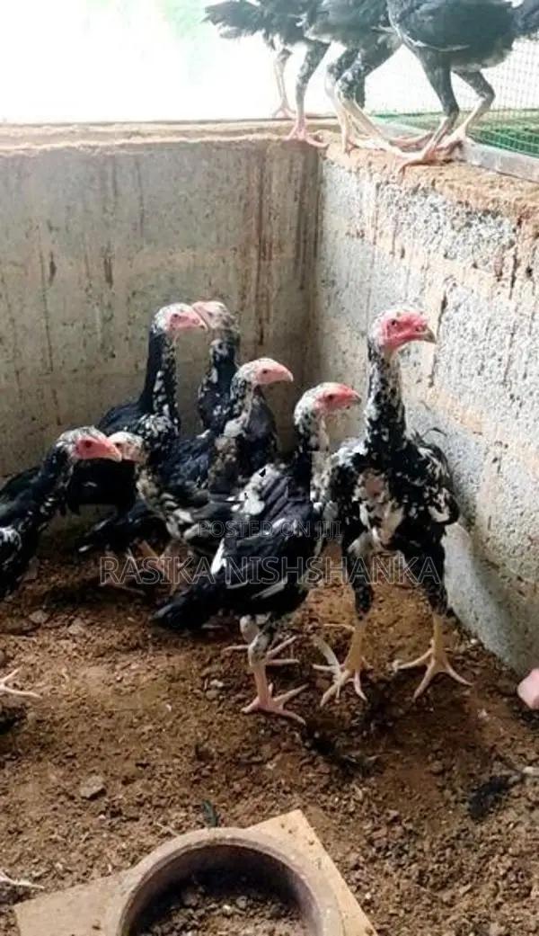 O Shamo Hen.