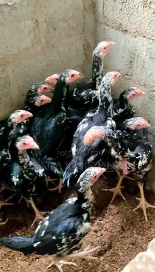 O Shamo Hen.