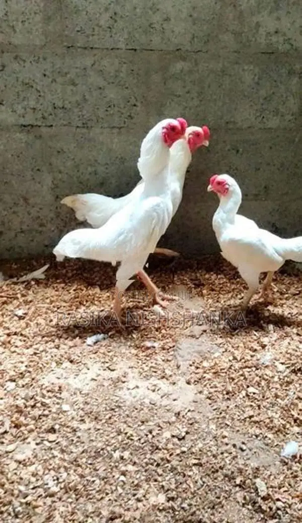 JapaneseKoShamos.