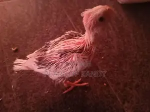 Cockatiel Chicks