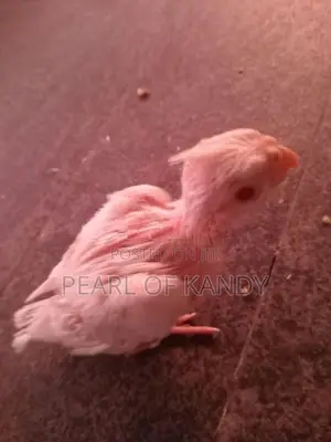 Cockatiel Chicks