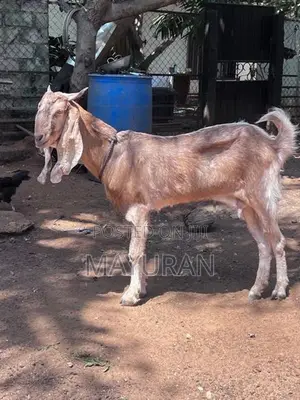 Jamnapari Goat