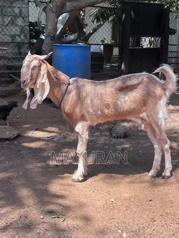 Jamnapari Goat