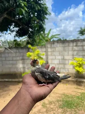 Cocktails Birds