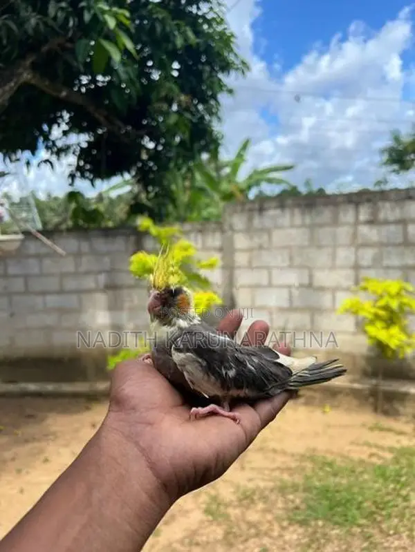 Cocktails Birds
