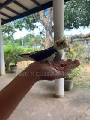Cocktails Birds