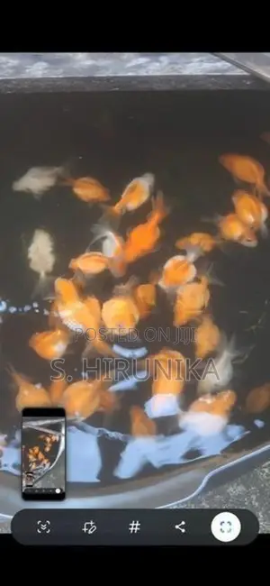 Pearlscale Goldfish