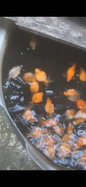 Pearlscale Goldfish