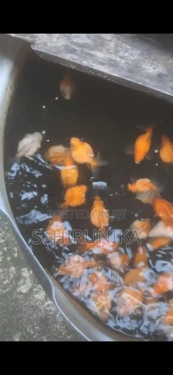 Pearlscale Goldfish