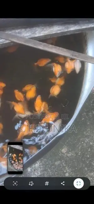Pearlscale Goldfish