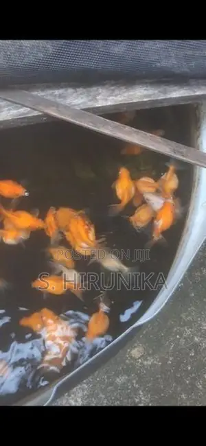 Pearlscale Goldfish