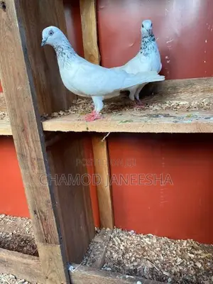 Pigeons