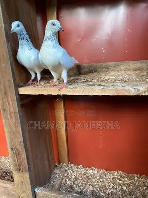 Pigeons