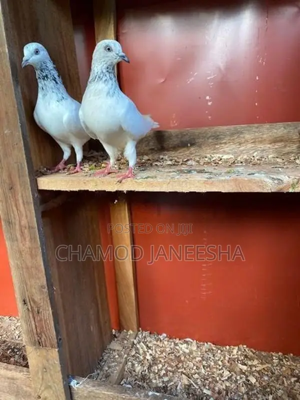 Pigeons