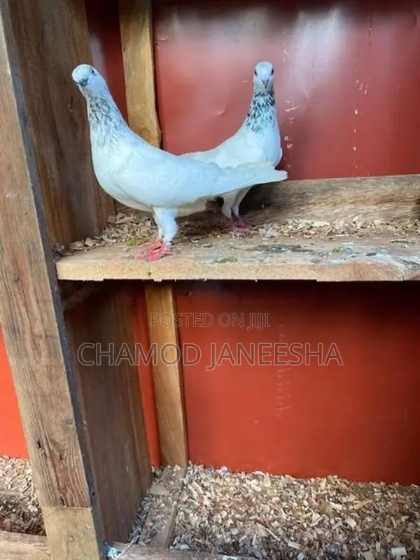Pigeons