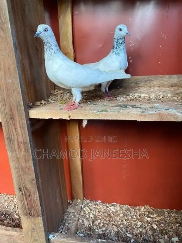 Pigeons