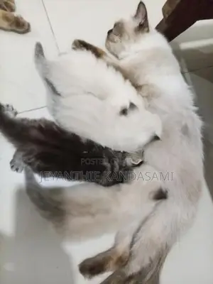 Himalayan Kitten