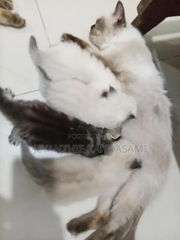 Himalayan Kitten