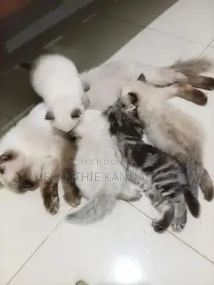Himalayan Kitten