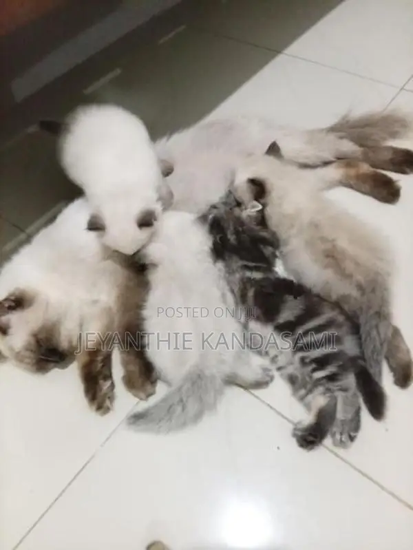 Himalayan Kitten
