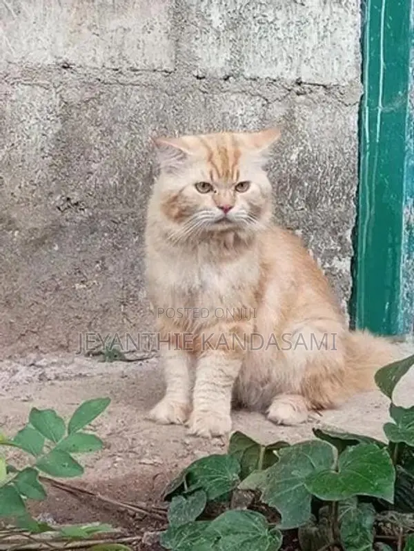 Himalayan Kitten