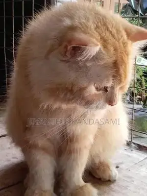 Himalayan Kitten