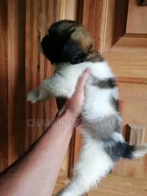 Shih Tzu Male Puppy