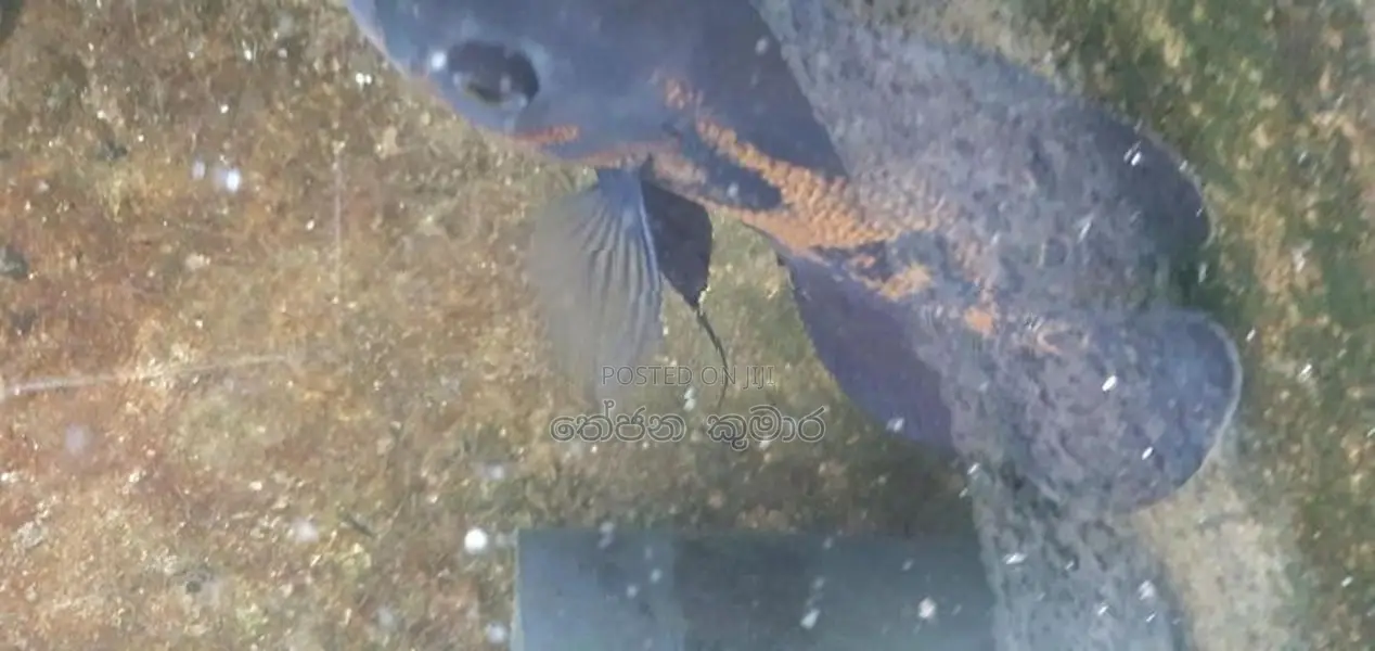 Tiger Oscar Fish