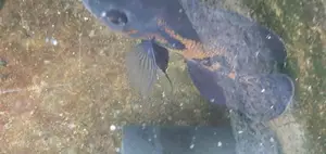 Tiger Oscar Fish