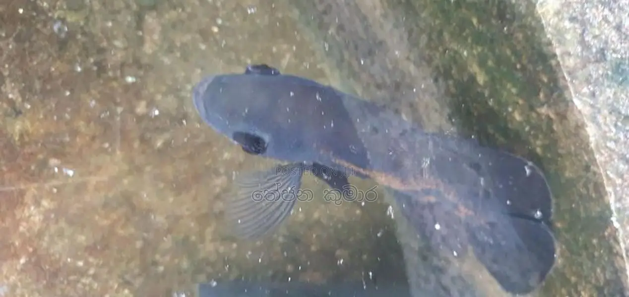 Tiger Oscar Fish