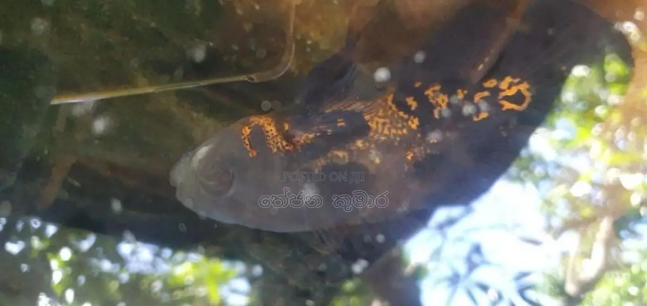 Tiger Oscar Fish