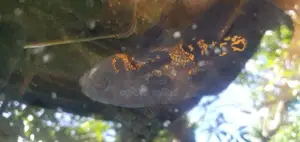 Tiger Oscar Fish