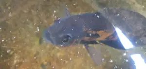 Tiger Oscar Fish