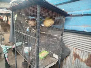 Love Birds With Cage