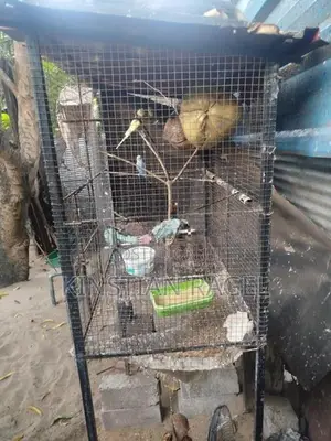 Love Birds With Cage