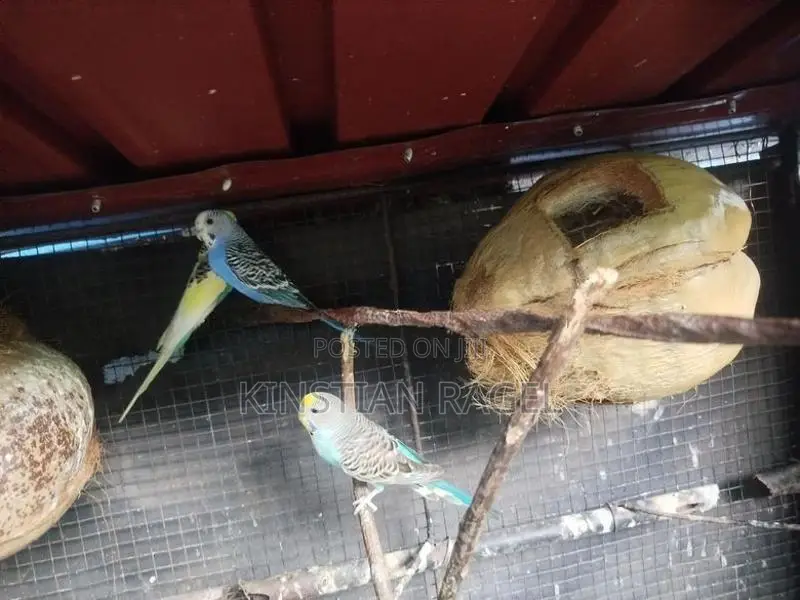 Love Birds With Cage