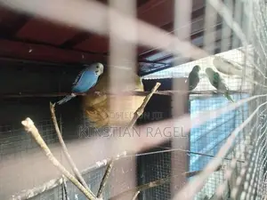 Love Birds With Cage