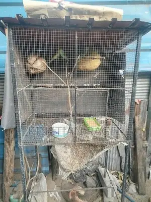 Love Birds With Cage