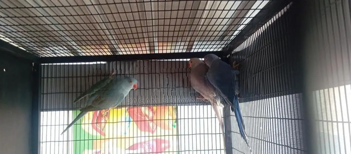 Ringneck Bird