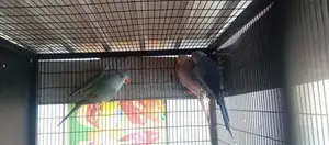 Ringneck Bird
