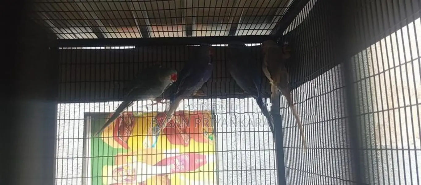 Ringneck Bird